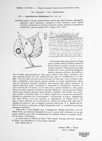Leptothyrium gibellianum image
